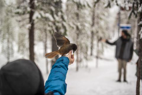 Siberian Jaybird encounters in the national parks of Lapland. © Piotr Damski